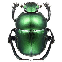 Bug and Insect Sticker