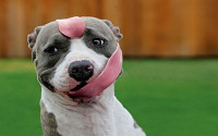 Pitbull FUNNY Photo Stickers 04