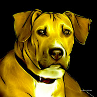 Pitbull Graphics 2