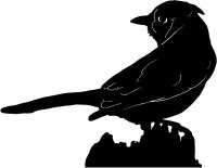 Blue Jay Birds Animal Animals Vinyl Decal Sticker