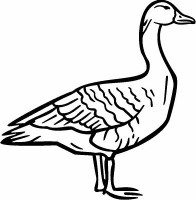 DUCK Decal