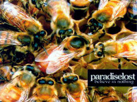 PARADISE LOST Color Band Decal