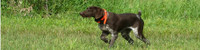 Hunting Pointer Dog