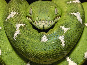 Snake in tree photo decal
