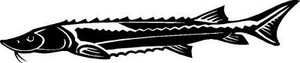 Sturgeon Vinyl Fishing Car Decal