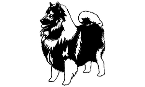 Chow Chow 055