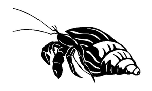 Hermit crab 014