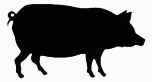 Pig Wild Animal Decals 02 Pig