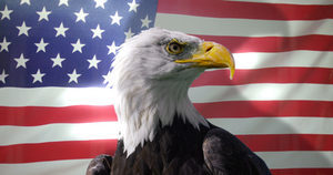 American Flag and bald eagle STICKER 5