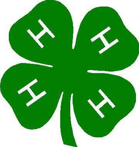 4H girl scout 4h sticker