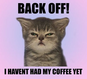 Cat Meme 101 Humor Sticker