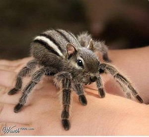 spider squirrel funny sticker