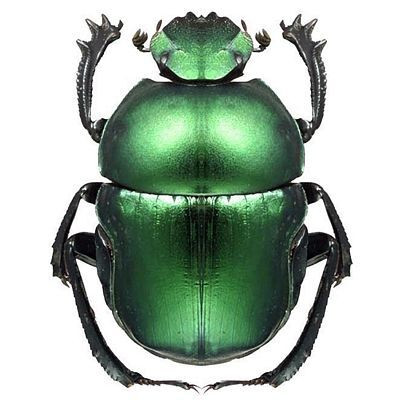 Bug and Insect Sticker