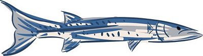 barracuda color fish sticker L&R PAIR