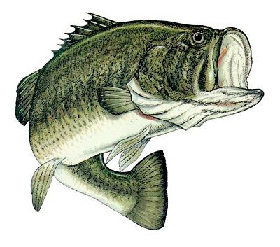 Color Fish Decal 3 Large mouth Bass