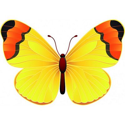 Butterfly Color Window or Wall Sticker 3