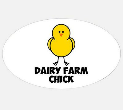 dairy farm chick oval sticker