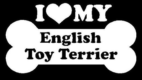 I Love My English Toy Terrier 53