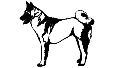 Alaskan Malamute 040