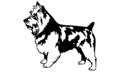 Australian Terrier 035