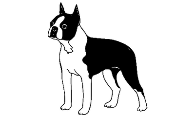 Boston Terrier 045