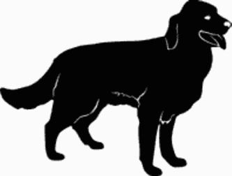 Golden Retriever Dog Decal 15n