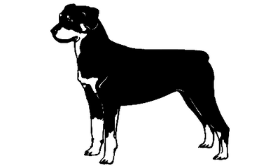 Rottweiler 039