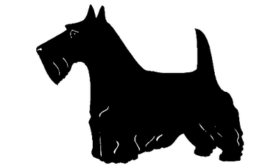 Scottish Terrier 057