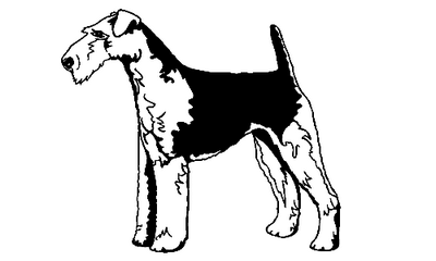 Welsh Terrier 025