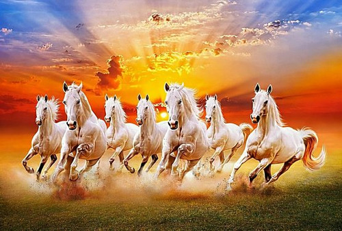 7 WHITE HORSES RUNNING STICKER