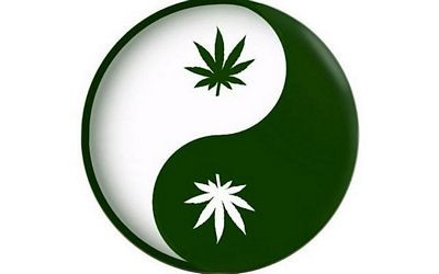 Yin Yang green and white pot sticker