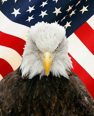 Bald Eagle with Flag Digital Vinyl Decal Sticker