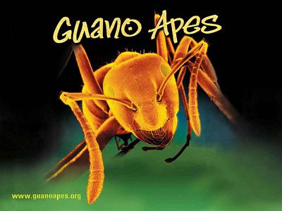 Guano Apes Color Band Sticker
