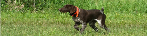 Hunting Pointer Dog