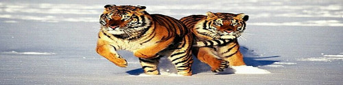 Tigers Rear Window Graphic Kit