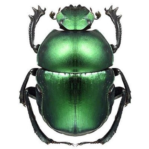 category