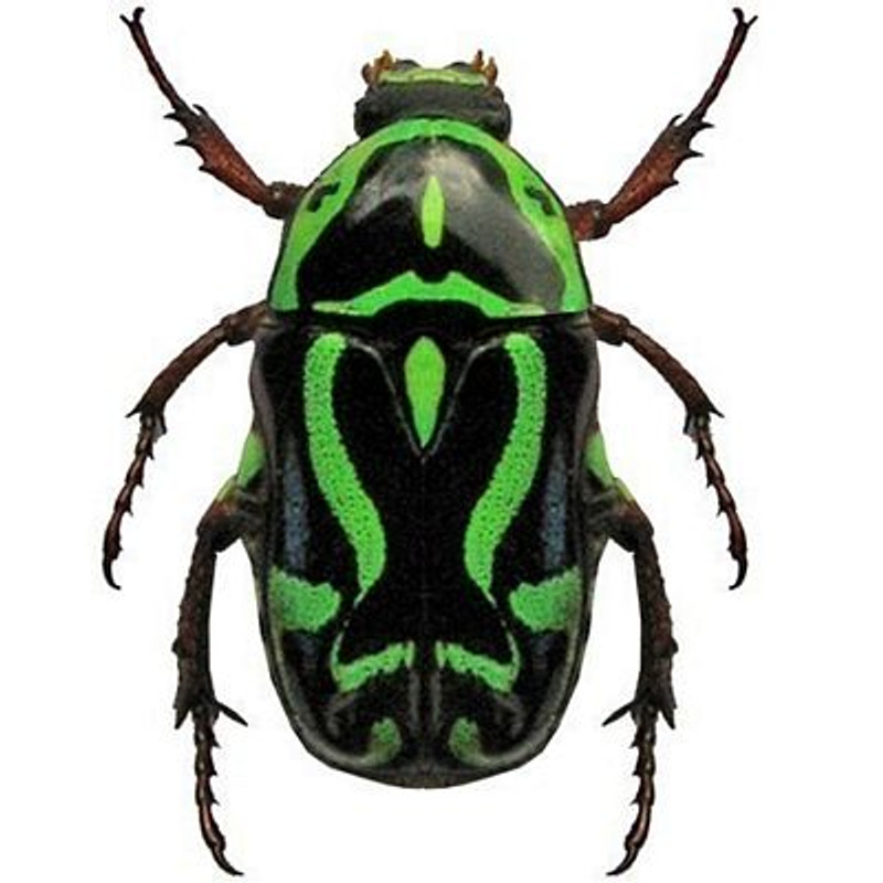 Green Beetle Sticker1