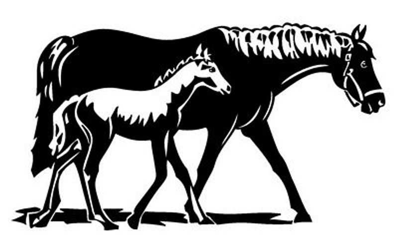 Horse and Colt cowboy western decal