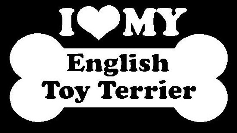 I Love My English Toy Terrier 53