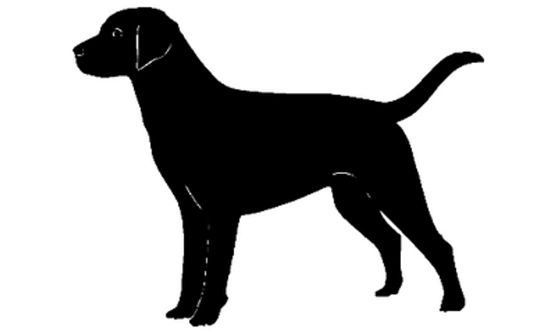 Labrador 048
