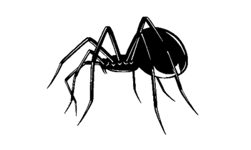 Blackwidow Spider103