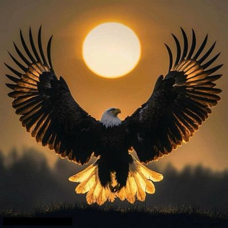 American Bald Eagle flying at sunset sticker