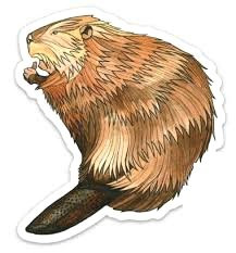 Beaver Animal Sticker