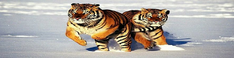 Tigers Rear Window Graphic Kit