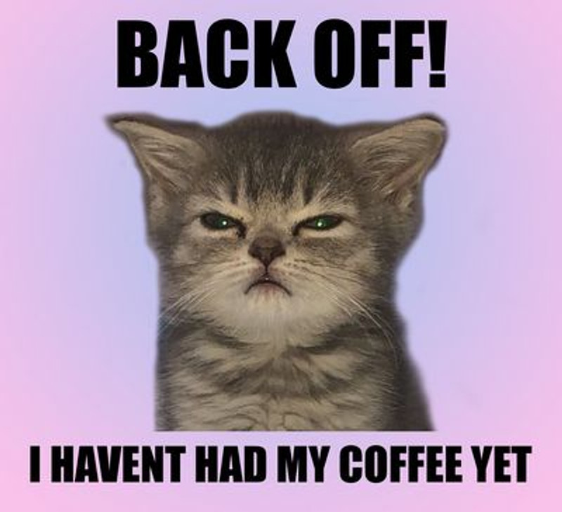 Cat Meme 101 Humor Sticker