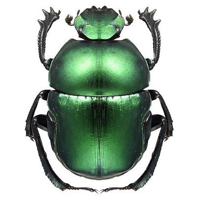 Bug and Insect Sticker