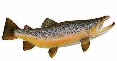 Brown Trout Decal