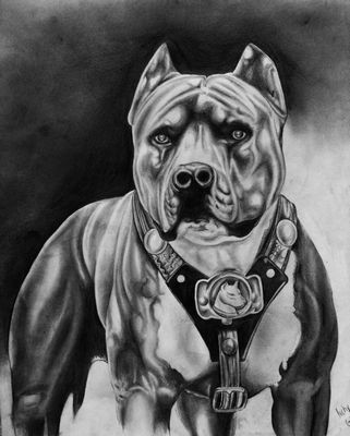 Pitbull Graphics 1