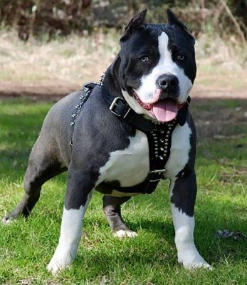 Pitbull Photo Stickers 01