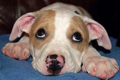 Pitbull Photo Stickers 03